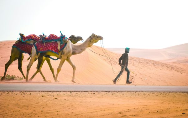 Top conseils pour explorer le Rajasthan avec un chauffeur